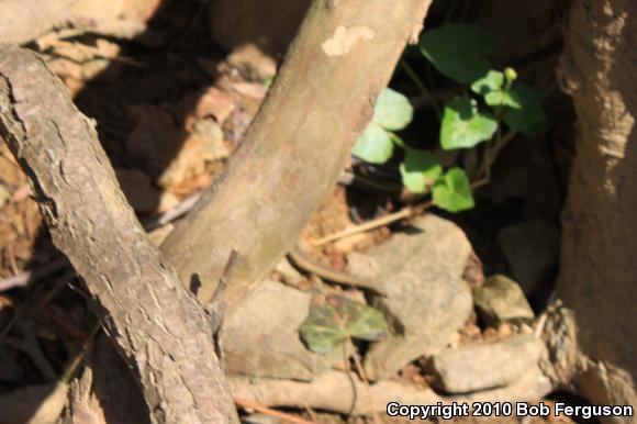 Eastern Gartersnake (Thamnophis sirtalis sirtalis)