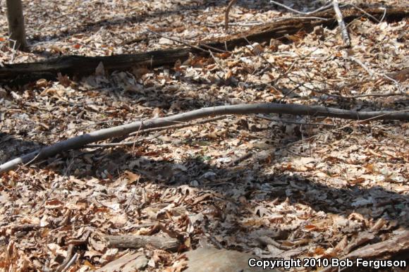 Eastern Gartersnake (Thamnophis sirtalis sirtalis)