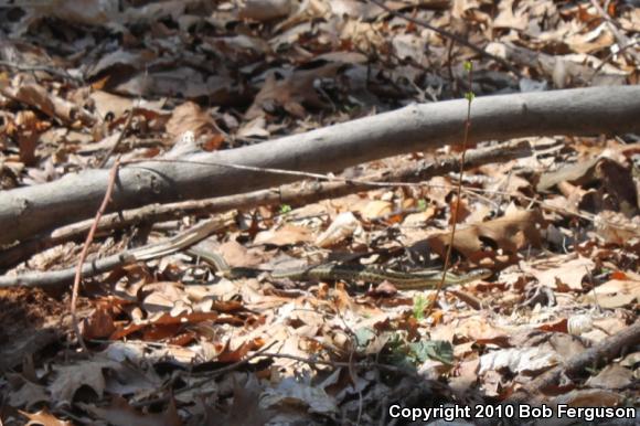 Eastern Gartersnake (Thamnophis sirtalis sirtalis)