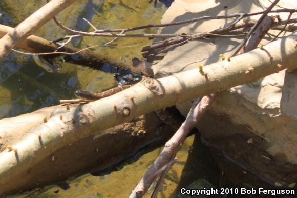 Northern Watersnake (Nerodia sipedon sipedon)