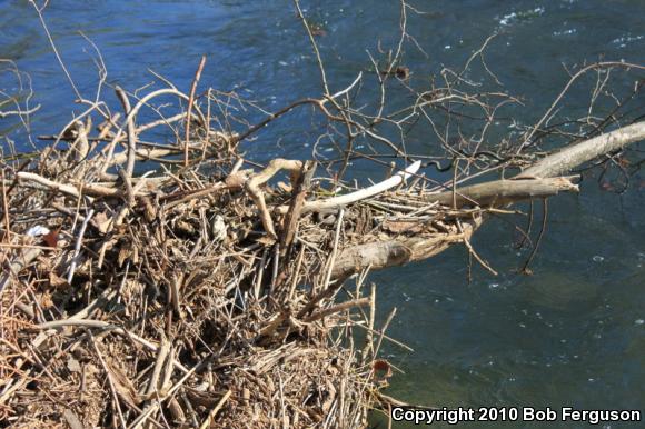 Queensnake (Regina septemvittata)