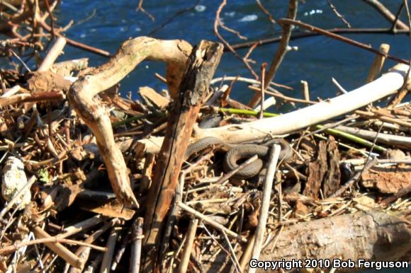 Queensnake (Regina septemvittata)