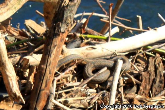 Queensnake (Regina septemvittata)