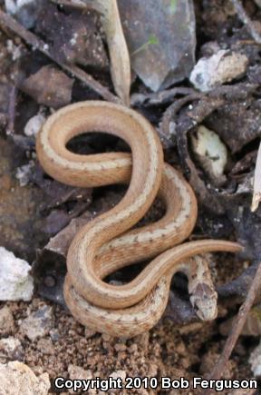 Northern Brownsnake (Storeria dekayi dekayi)