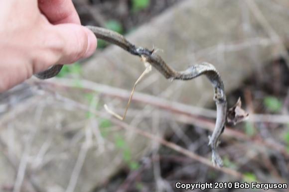 Northern Brownsnake (Storeria dekayi dekayi)