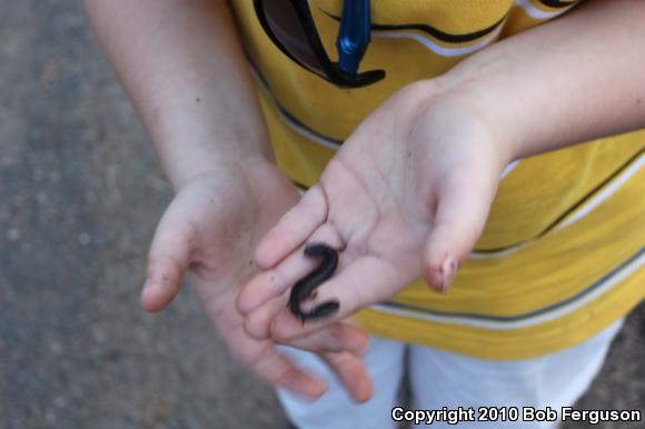Eastern Red-backed Salamander (Plethodon cinereus)