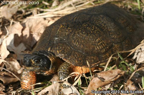 Wood Turtle (Glyptemys insculpta)