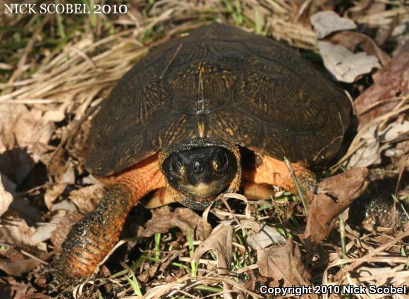 Wood Turtle (Glyptemys insculpta)