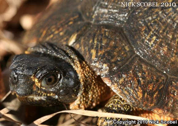 Wood Turtle (Glyptemys insculpta)