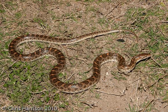 Texas Glossy Snake (Arizona elegans arenicola)