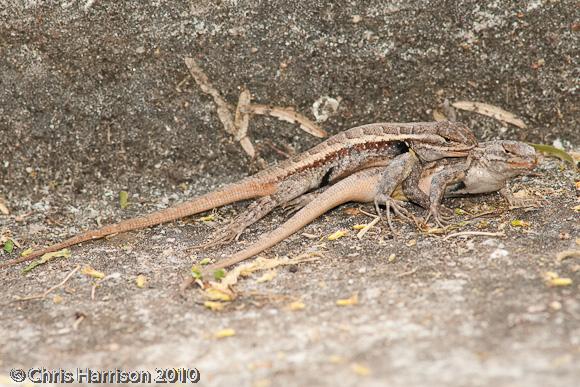 Texas Rose-bellied Lizard (Sceloporus variabilis marmoratus)