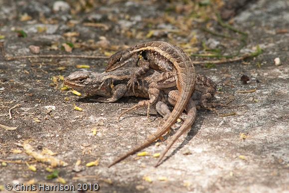 Texas Rose-bellied Lizard (Sceloporus variabilis marmoratus)