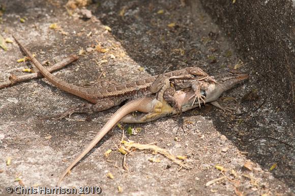 Texas Rose-bellied Lizard (Sceloporus variabilis marmoratus)