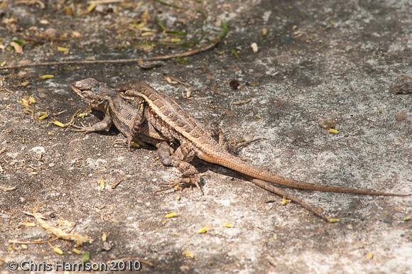 Texas Rose-bellied Lizard (Sceloporus variabilis marmoratus)