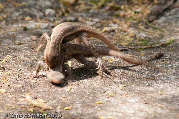 Texas Rose-bellied Lizard (Sceloporus variabilis marmoratus)