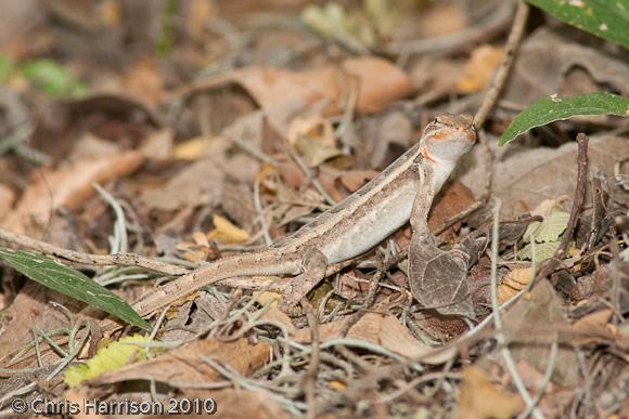 Texas Rose-bellied Lizard (Sceloporus variabilis marmoratus)