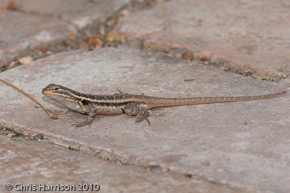 Texas Rose-bellied Lizard (Sceloporus variabilis marmoratus)