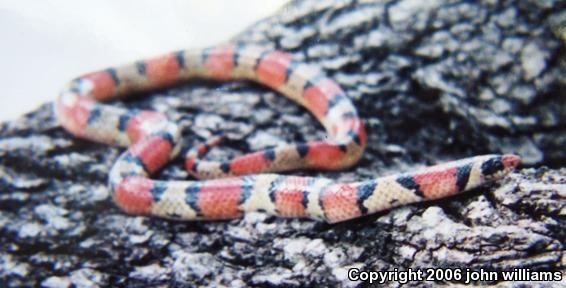 Texas Scarletsnake (Cemophora coccinea lineri)