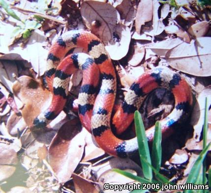 Texas Scarletsnake (Cemophora coccinea lineri)