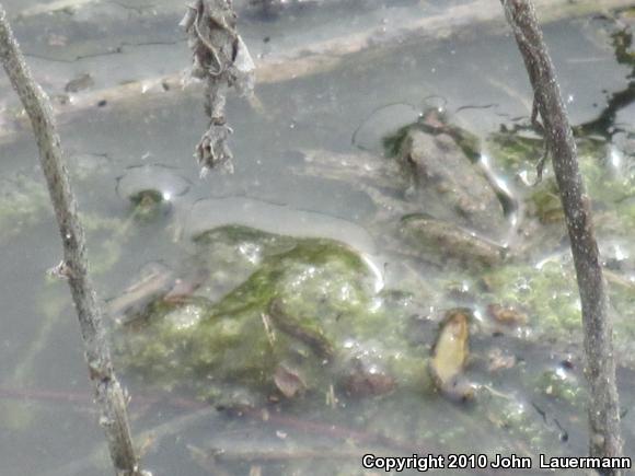 Blanchard's Cricket Frog (Acris crepitans blanchardi)