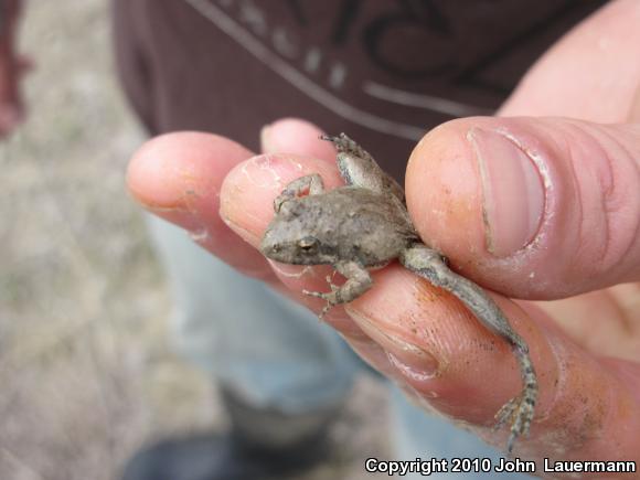 Blanchard's Cricket Frog (Acris crepitans blanchardi)