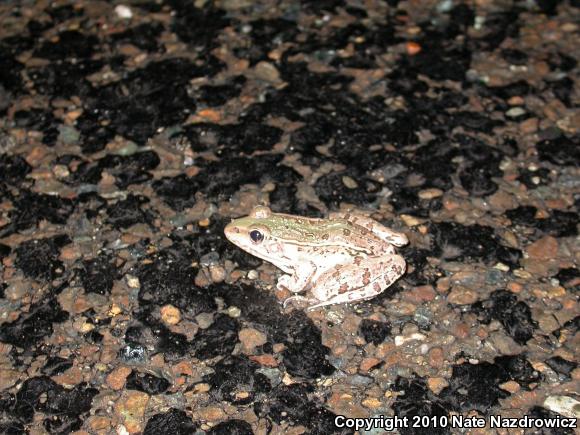 Southern Leopard Frog (Lithobates sphenocephalus utricularius)