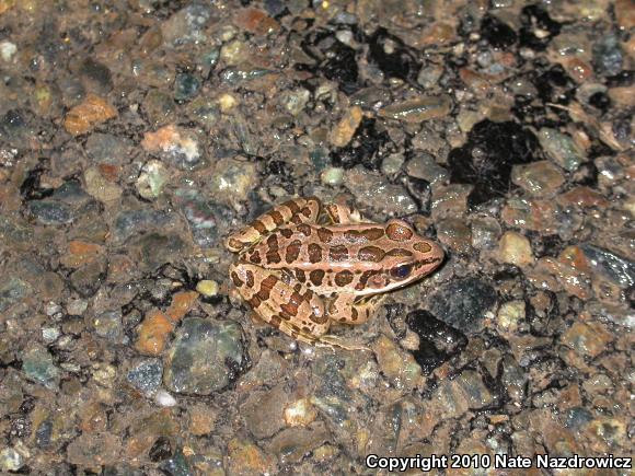 Pickerel Frog (Lithobates palustris)