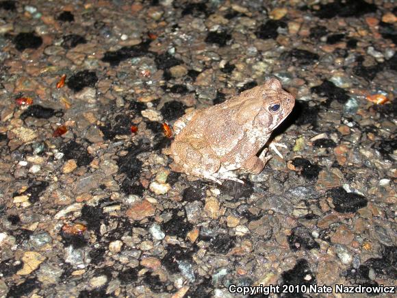 Fowler's Toad (Anaxyrus fowleri)