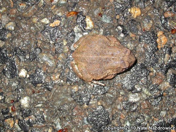 Fowler's Toad (Anaxyrus fowleri)