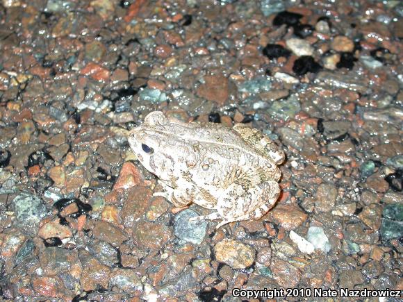 Fowler's Toad (Anaxyrus fowleri)