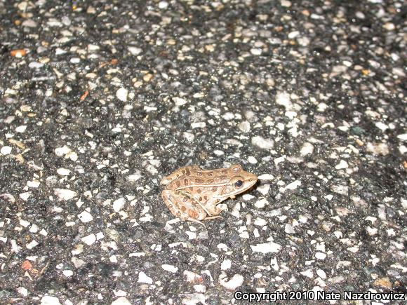 Spring Peeper (Pseudacris crucifer)