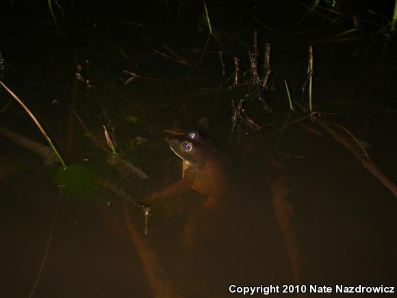 American Bullfrog (Lithobates catesbeianus)