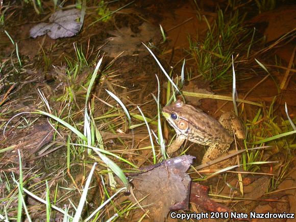 Northern Green Frog (Lithobates clamitans melanota)