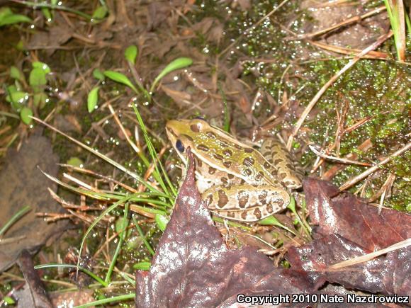 Southern Leopard Frog (Lithobates sphenocephalus utricularius)