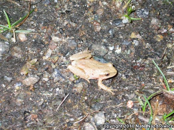 Spring Peeper (Pseudacris crucifer)