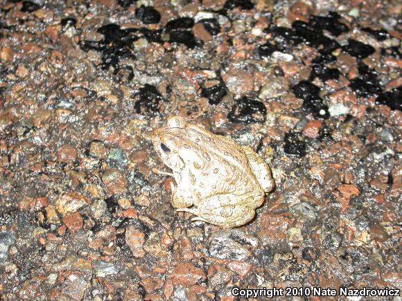 Fowler's Toad (Anaxyrus fowleri)