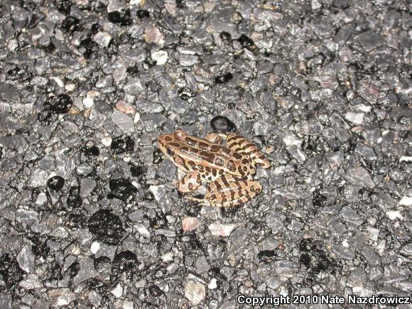 Pickerel Frog (Lithobates palustris)