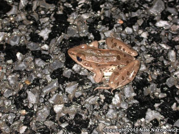 Southern Leopard Frog (Lithobates sphenocephalus utricularius)