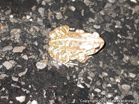 Fowler's Toad (Anaxyrus fowleri)