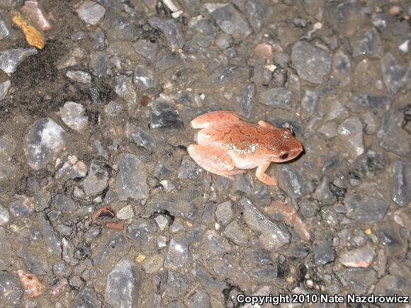 Spring Peeper (Pseudacris crucifer)