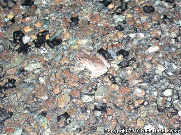 Spring Peeper (Pseudacris crucifer)