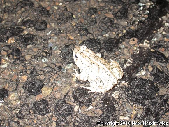 Fowler's Toad (Anaxyrus fowleri)