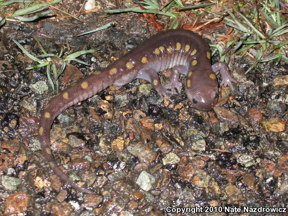 Spotted Salamander (Ambystoma maculatum)