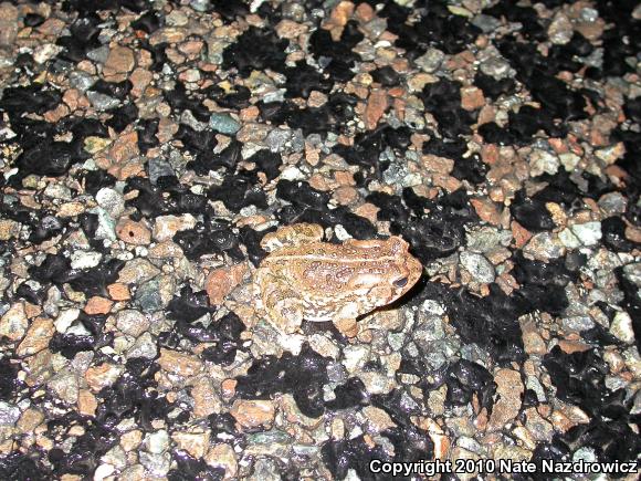 Fowler's Toad (Anaxyrus fowleri)