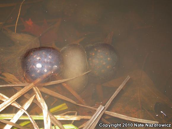 Spotted Salamander (Ambystoma maculatum)