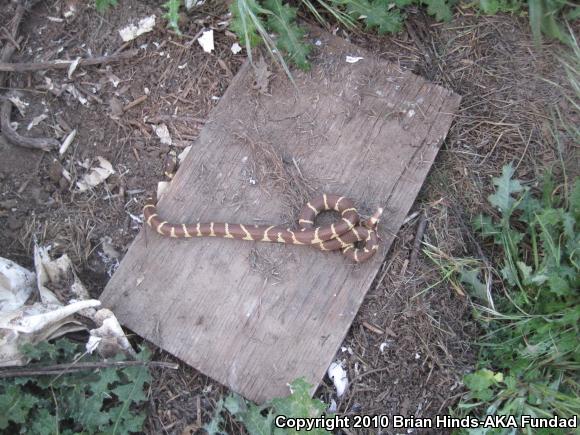 California Kingsnake (Lampropeltis getula californiae)