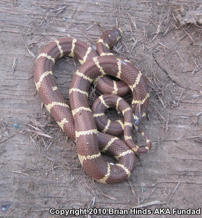 California Kingsnake (Lampropeltis getula californiae)