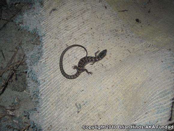 San Diego Alligator Lizard (Elgaria multicarinata webbii)