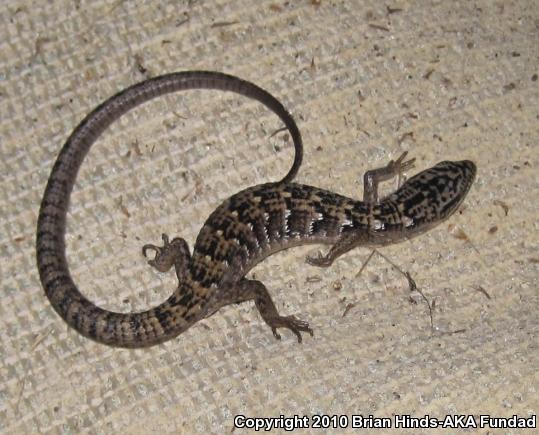 San Diego Alligator Lizard (Elgaria multicarinata webbii)