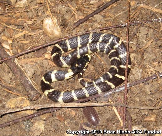 California Kingsnake (Lampropeltis getula californiae)